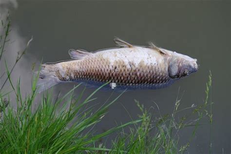 夢見魚死掉